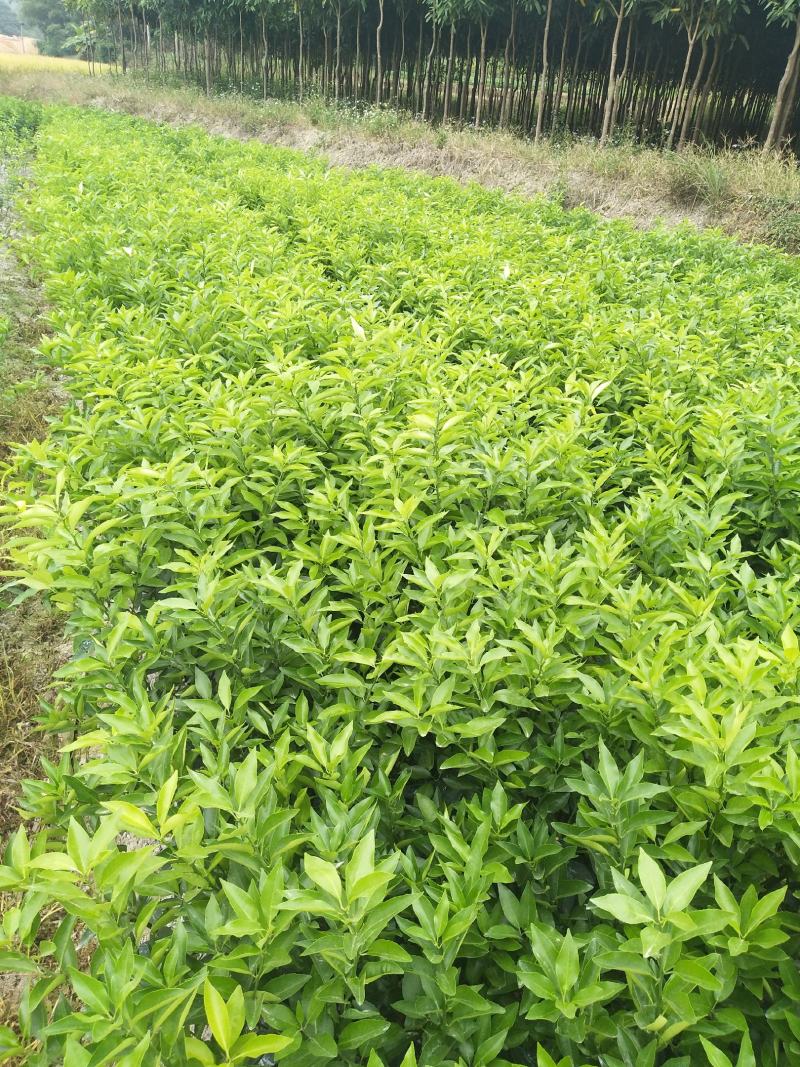 小叶软枝香橙头大果普通沃柑苗，挑粗壮均匀大苗起苗叶水漂亮