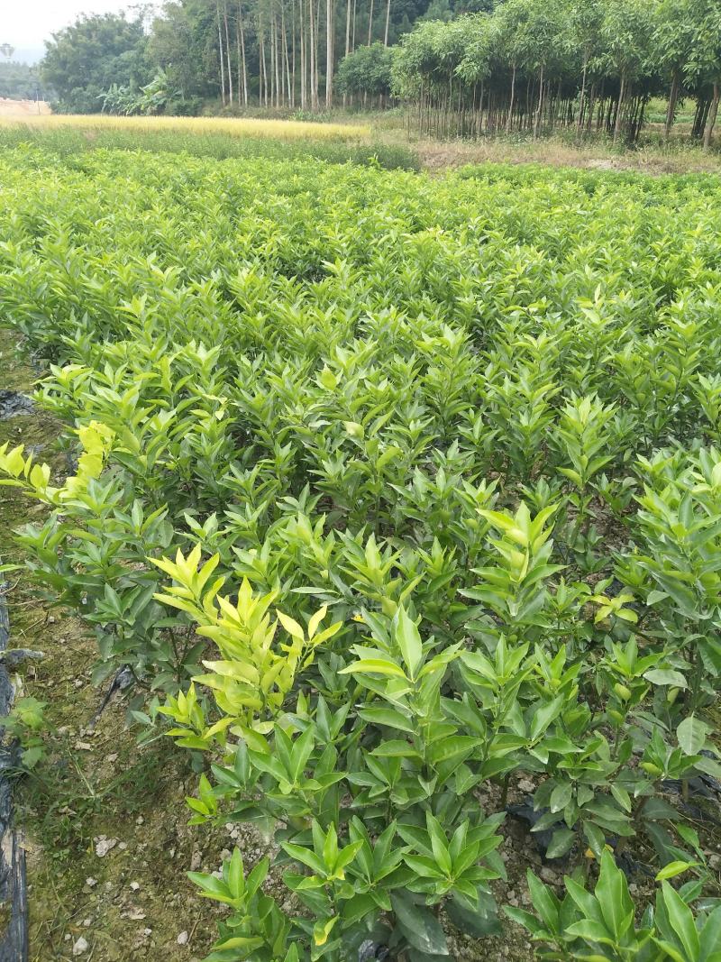 小叶软枝香橙头大果普通沃柑苗，挑粗壮均匀大苗起苗叶水漂亮