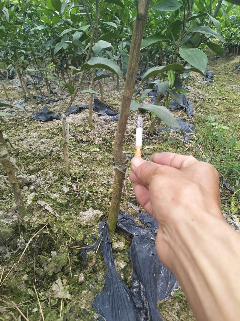 小叶软枝香橙头大果普通沃柑苗，挑粗壮均匀大苗起苗叶水漂亮