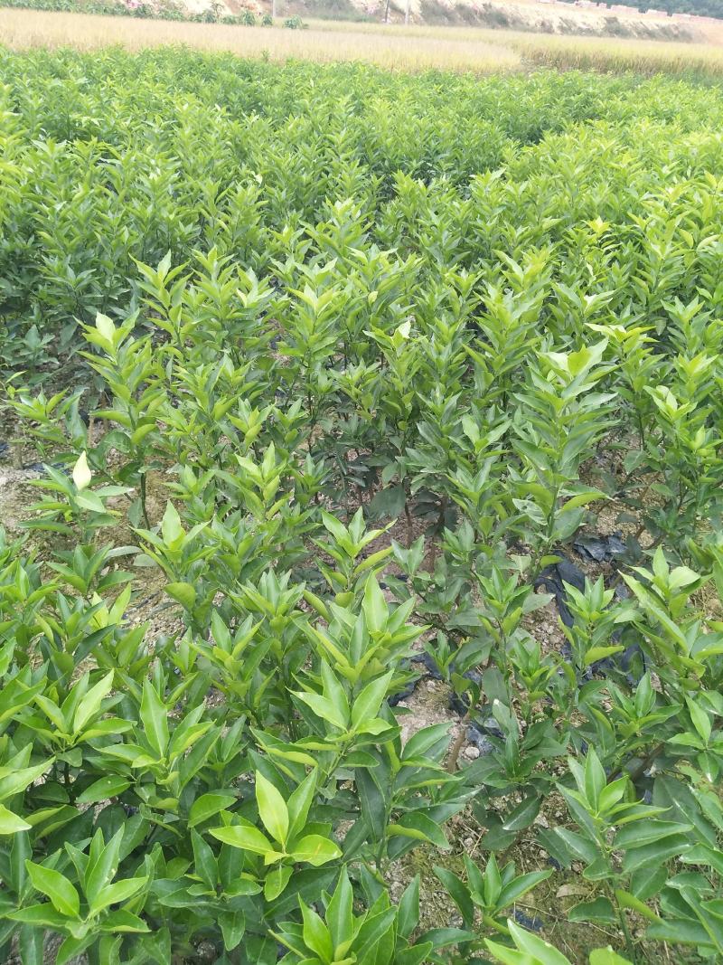 小叶软枝香橙头大果普通沃柑苗，挑粗壮均匀大苗起苗叶水漂亮