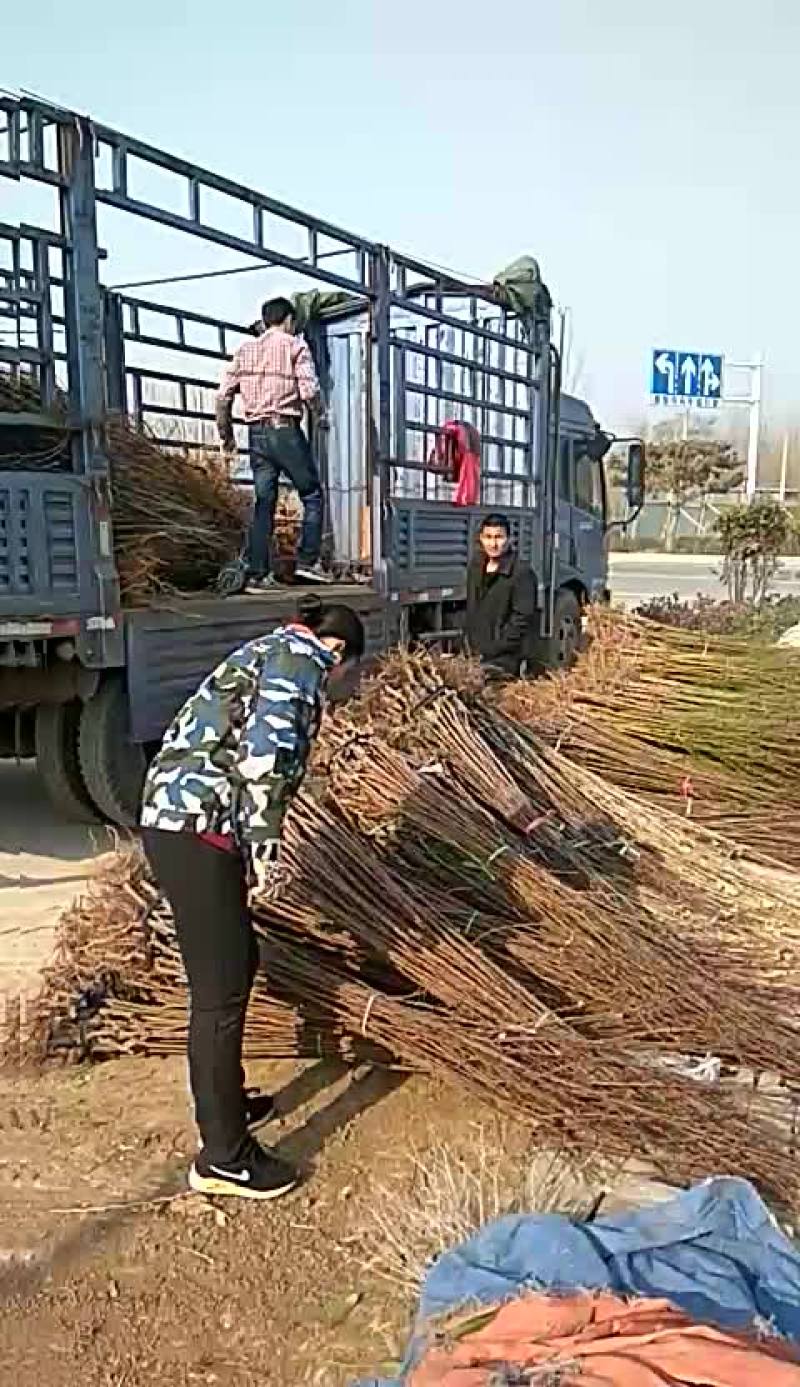 【苹果苗】秦脆苹果苗阳历9月份成熟的苹果品种包技术指导