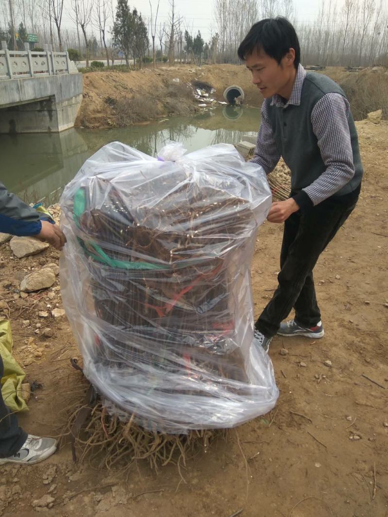 【苹果苗】秦脆苹果苗阳历9月份成熟的苹果品种包技术指导