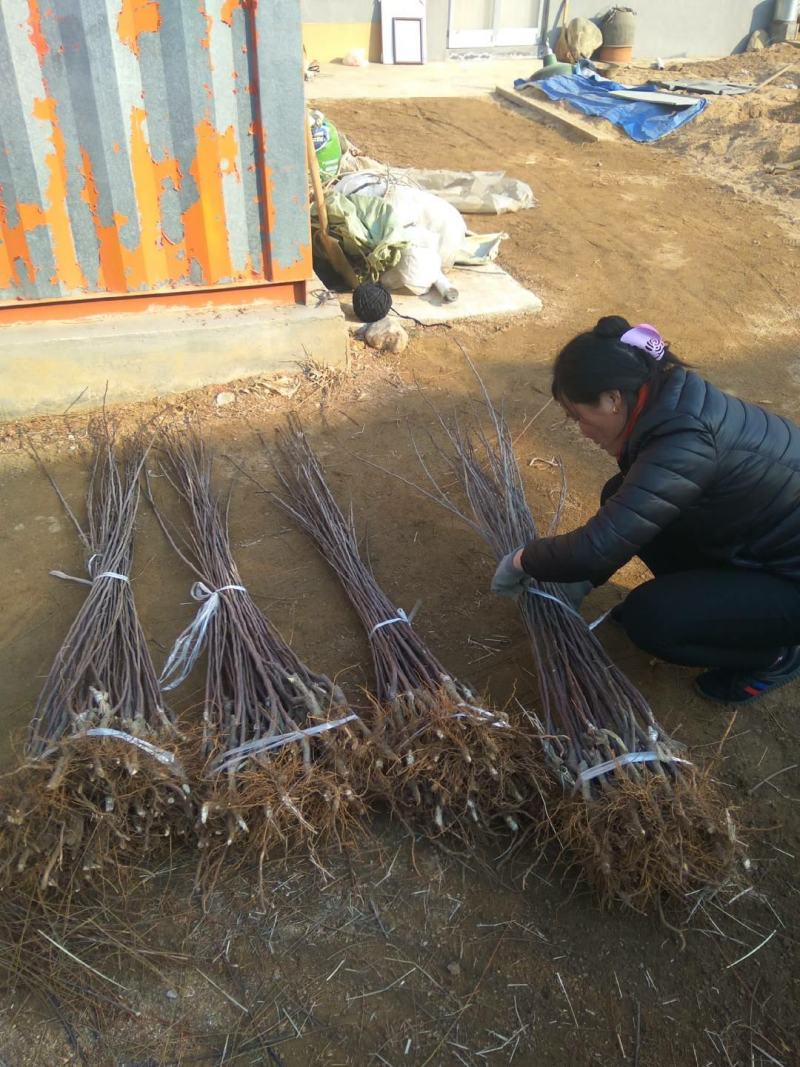 【苹果苗】秦脆苹果苗阳历9月份成熟的苹果品种包技术指导