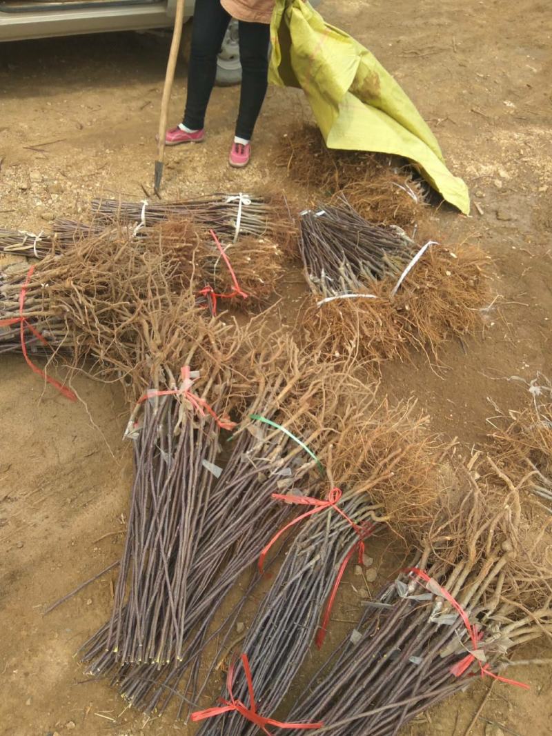 【苹果苗】秦脆苹果苗阳历9月份成熟的苹果品种包技术指导