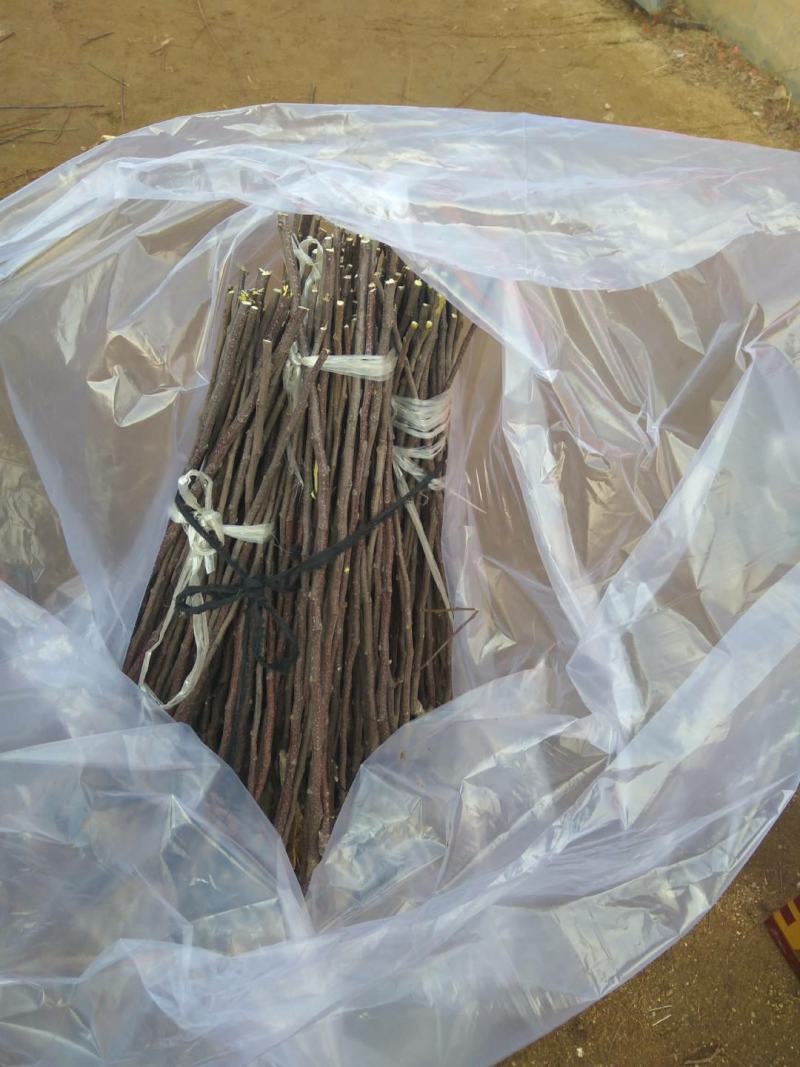 【红蜜脆苹果苗】新品种苹果苗红蜜脆苹果苗哪里有热卖苹果苗