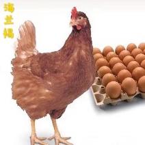 正宗海兰褐蛋鸡苗，产蛋王，年产蛋三百左右