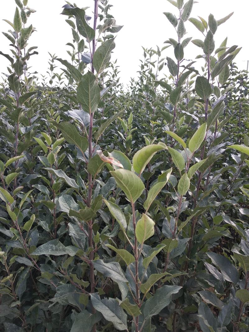 【瑞普丽苹果苗】早熟苹果苗品种6月份成熟的苹果品种脆甜