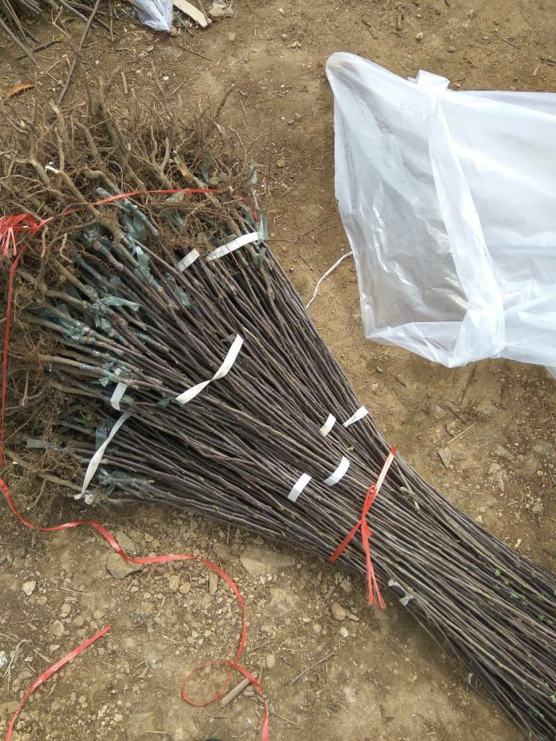 【瑞普丽苹果苗】早熟苹果苗品种6月份成熟的苹果品种脆甜
