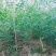 文冠果苗油料树种山西文冠果苗