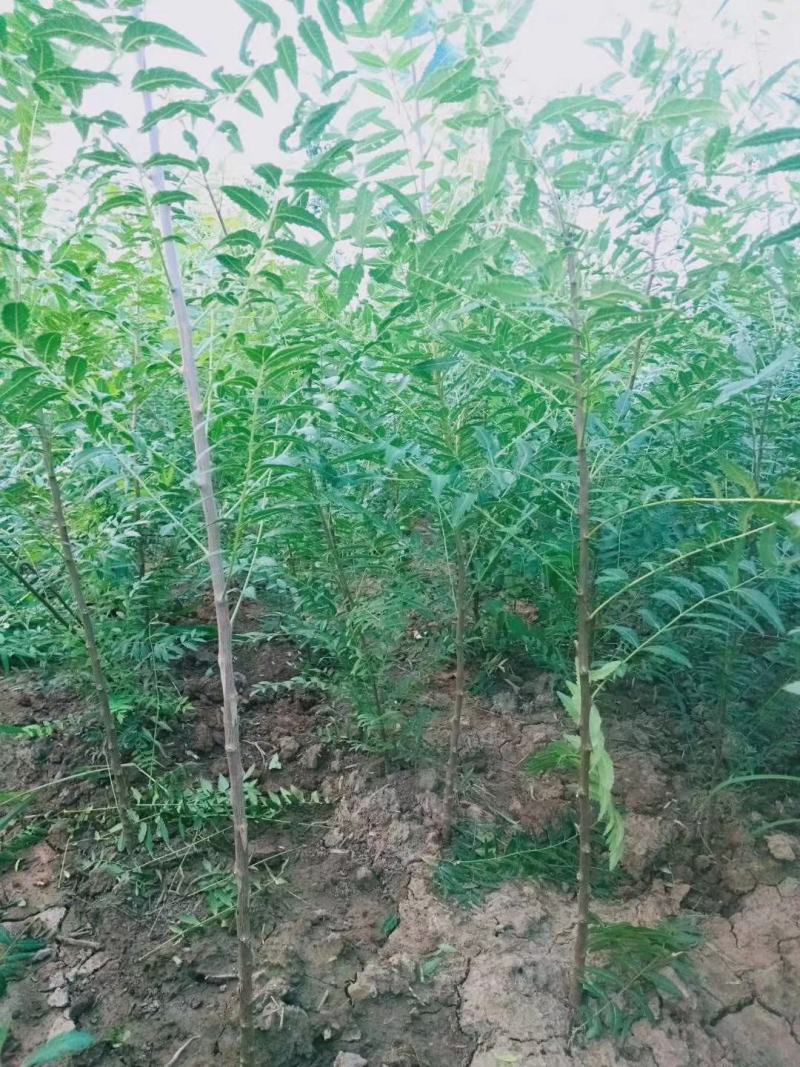 文冠果苗油料树种山西文冠果苗