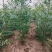 文冠果苗油料树种山西文冠果苗