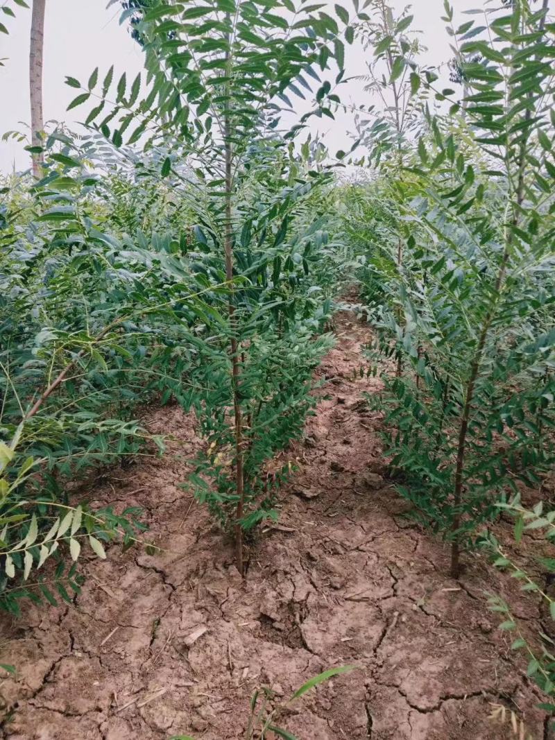 文冠果苗油料树种山西文冠果苗