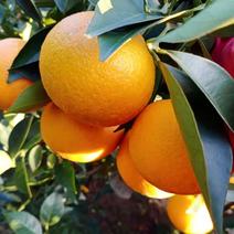 高海拔蜜香橙大量上市，产地直发，量大，品质