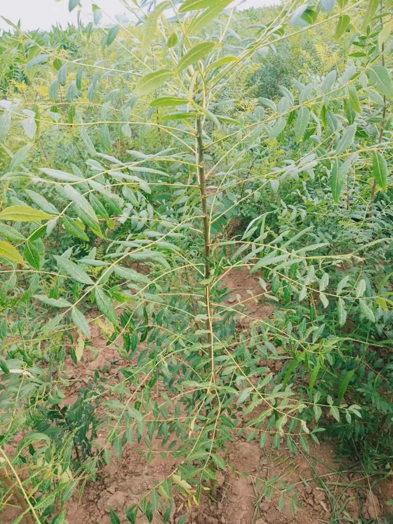 文冠果苗油料树种山西文冠果苗