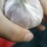 金乡大蒜，.40.50.60