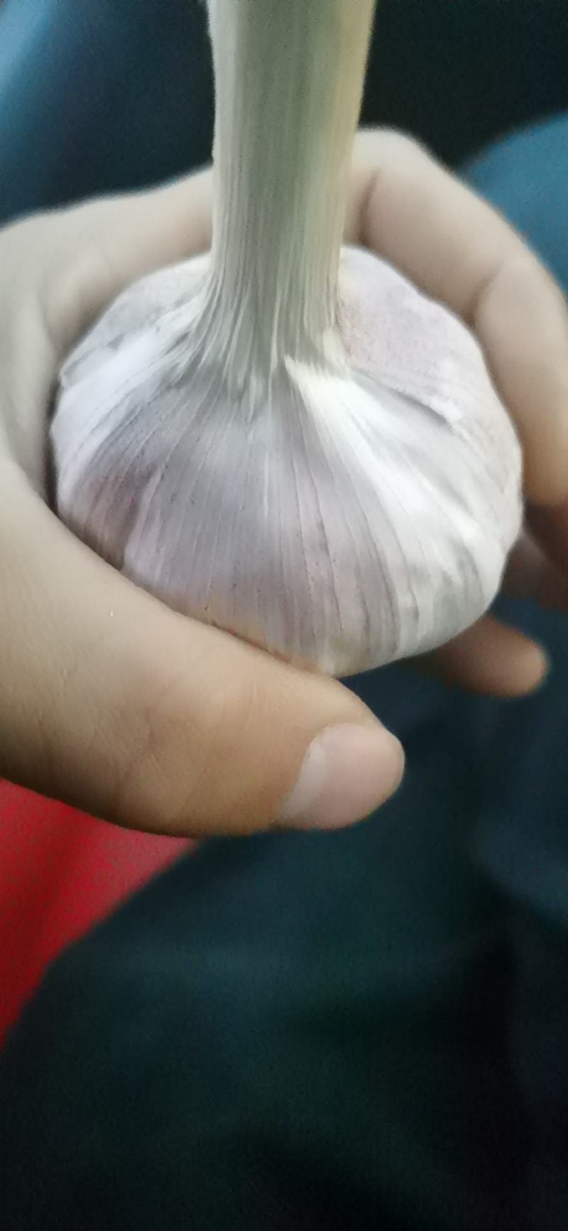 金乡大蒜，.40.50.60