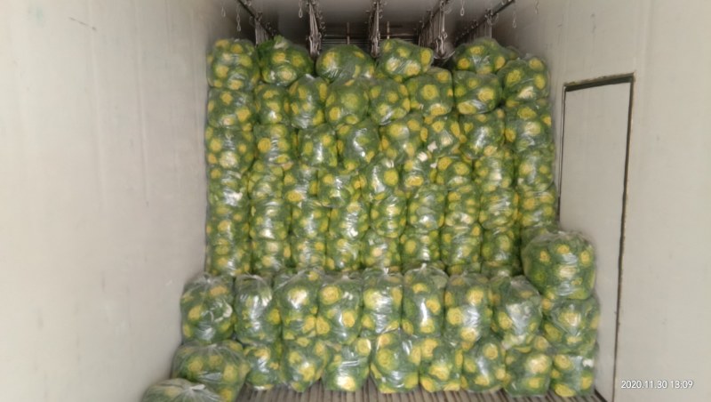 黄心菜精品矮帮小颗，黄心乌菜大量上市，基地直供，