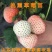 雪里香草莓苗南北方种植品种新品种好养易活