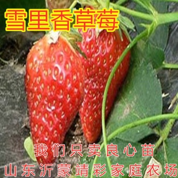 雪里香草莓苗南北方种植品种新品种好养易活