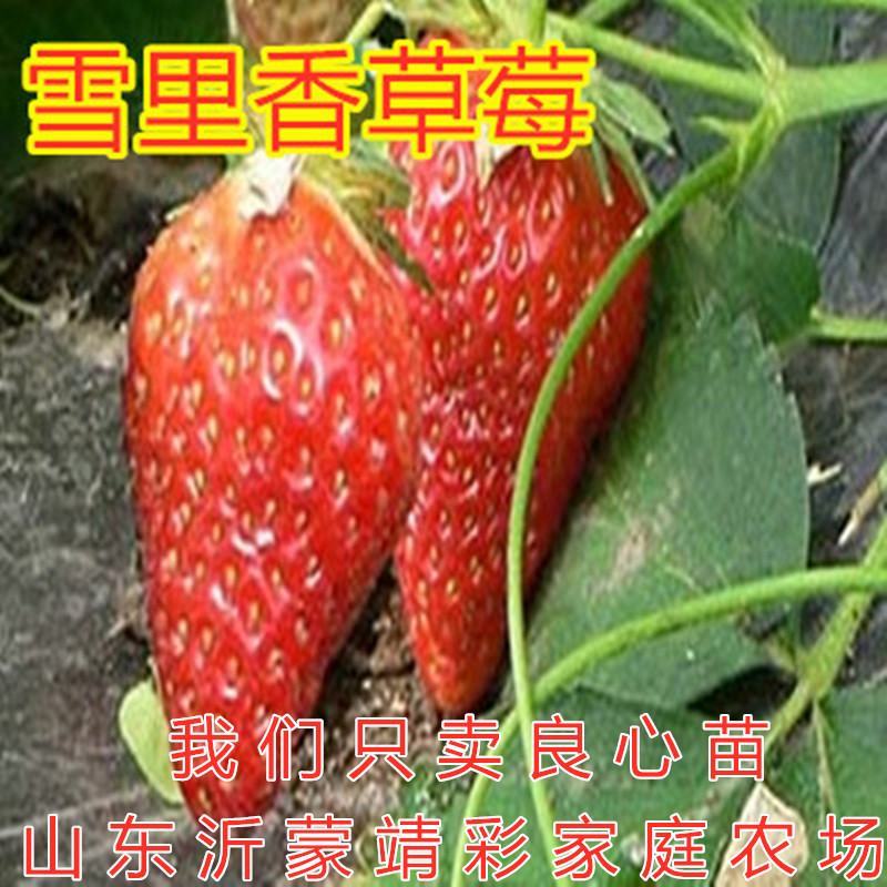雪里香草莓苗南北方种植品种新品种好养易活
