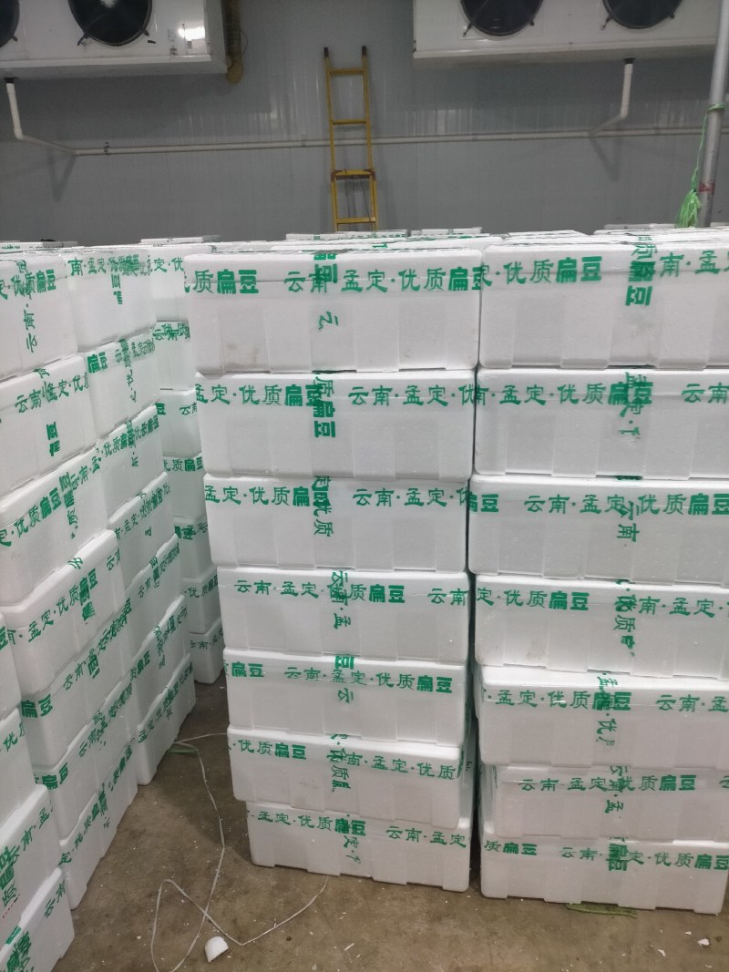 扁豆