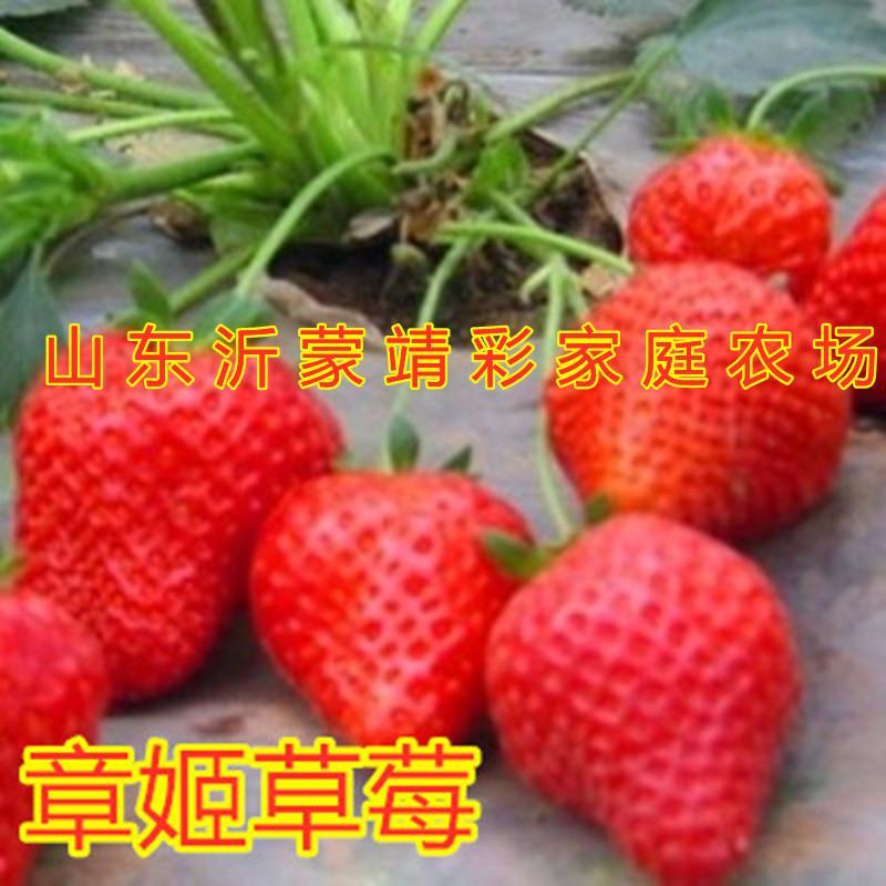 天使草莓苗新品种草莓苗南北方种植好养易活草莓苗