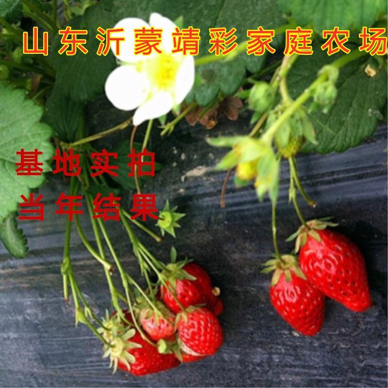 天使草莓苗新品种草莓苗南北方种植好养易活草莓苗