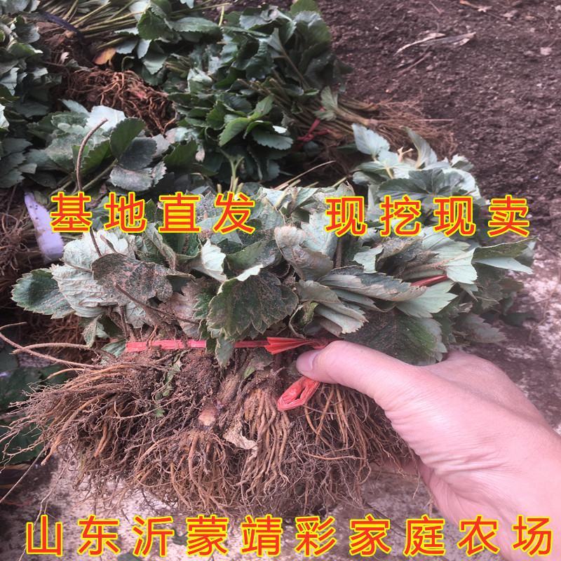 天使草莓苗新品种草莓苗南北方种植好养易活草莓苗