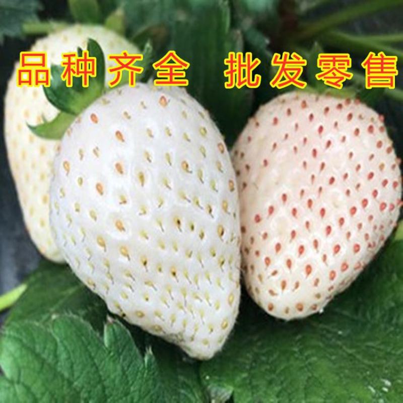 天使草莓苗新品种草莓苗南北方种植好养易活草莓苗