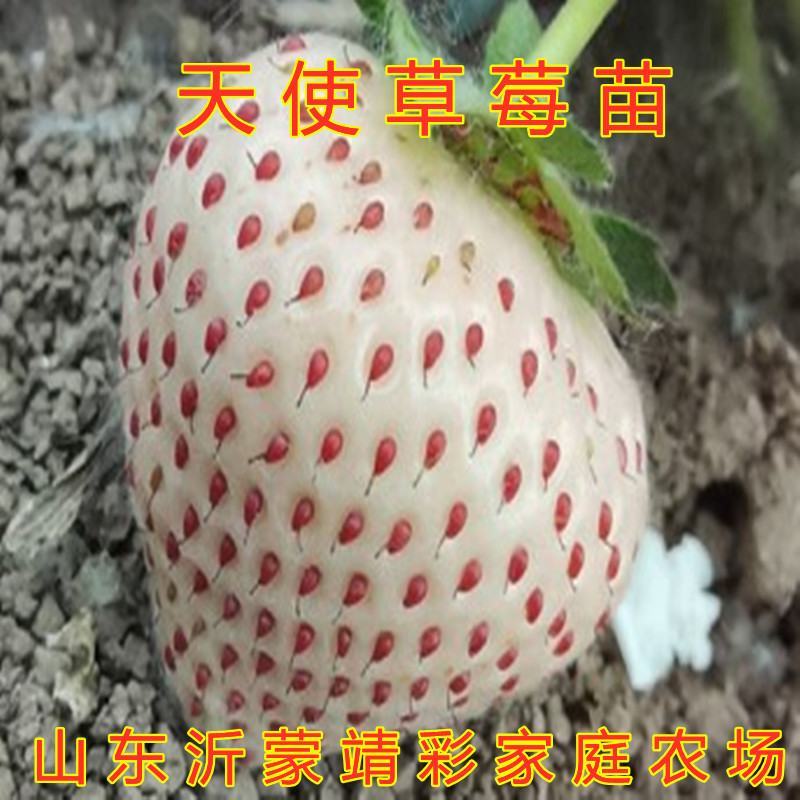 天使草莓苗新品种草莓苗南北方种植好养易活草莓苗