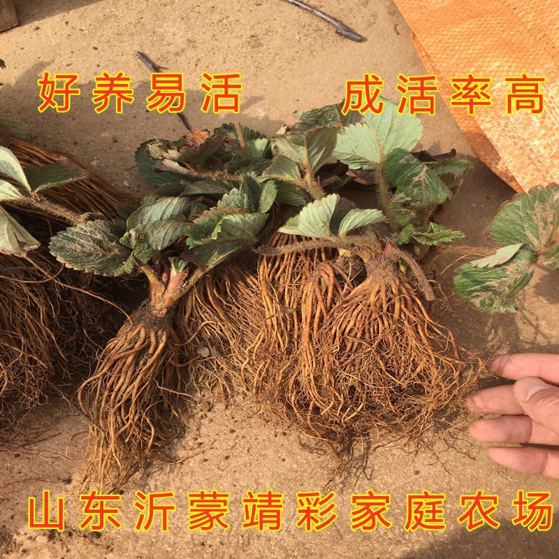 天使草莓苗新品种草莓苗南北方种植好养易活草莓苗