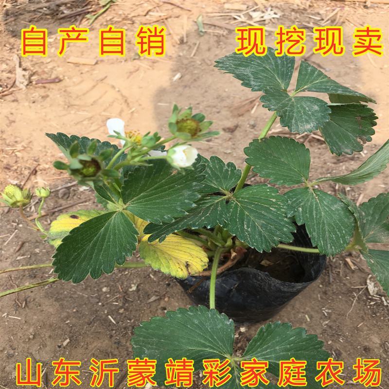 天使草莓苗新品种草莓苗南北方种植好养易活草莓苗