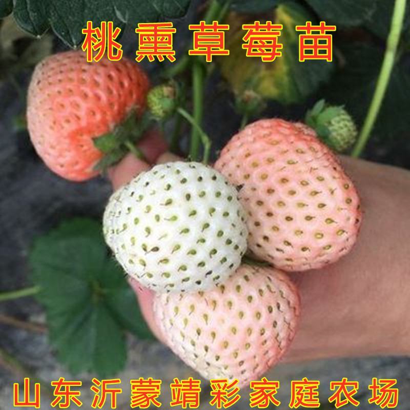 甜宝草莓苗南北方种植盆栽地栽好养易活新品种草莓苗