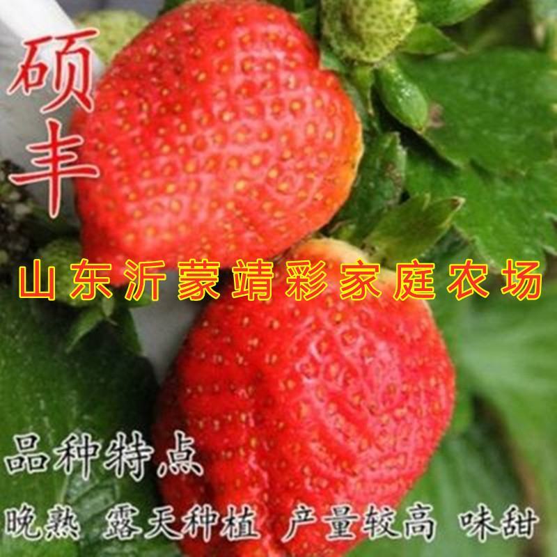 甜宝草莓苗南北方种植盆栽地栽好养易活新品种草莓苗