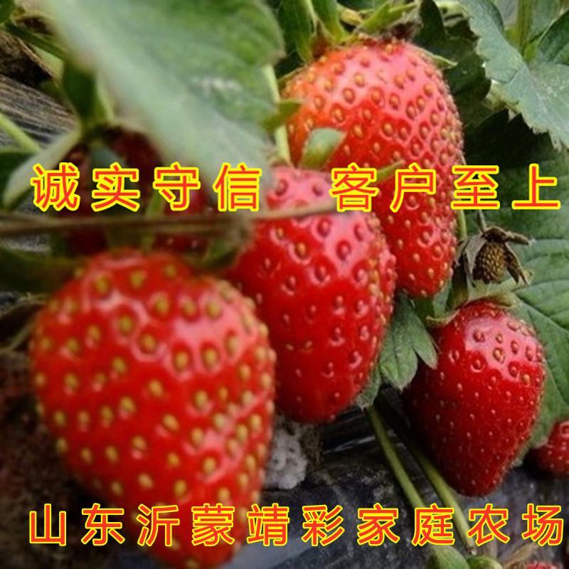 甜宝草莓苗南北方种植盆栽地栽好养易活新品种草莓苗