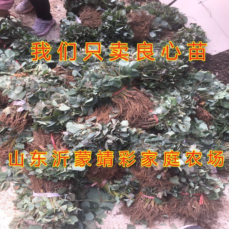 甜宝草莓苗南北方种植盆栽地栽好养易活新品种草莓苗