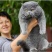 蓝猫活体小猫咪宠物猫小蓝白活体猫咪活体英国短毛猫宠物混血