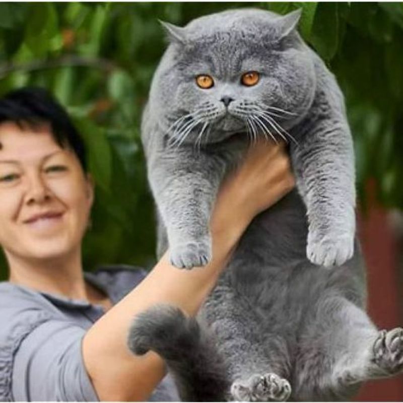 蓝猫活体小猫咪宠物猫小蓝白活体猫咪活体英国短毛猫宠物混血