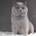 蓝猫活体小猫咪宠物猫小蓝白活体猫咪活体英国短毛猫宠物混血