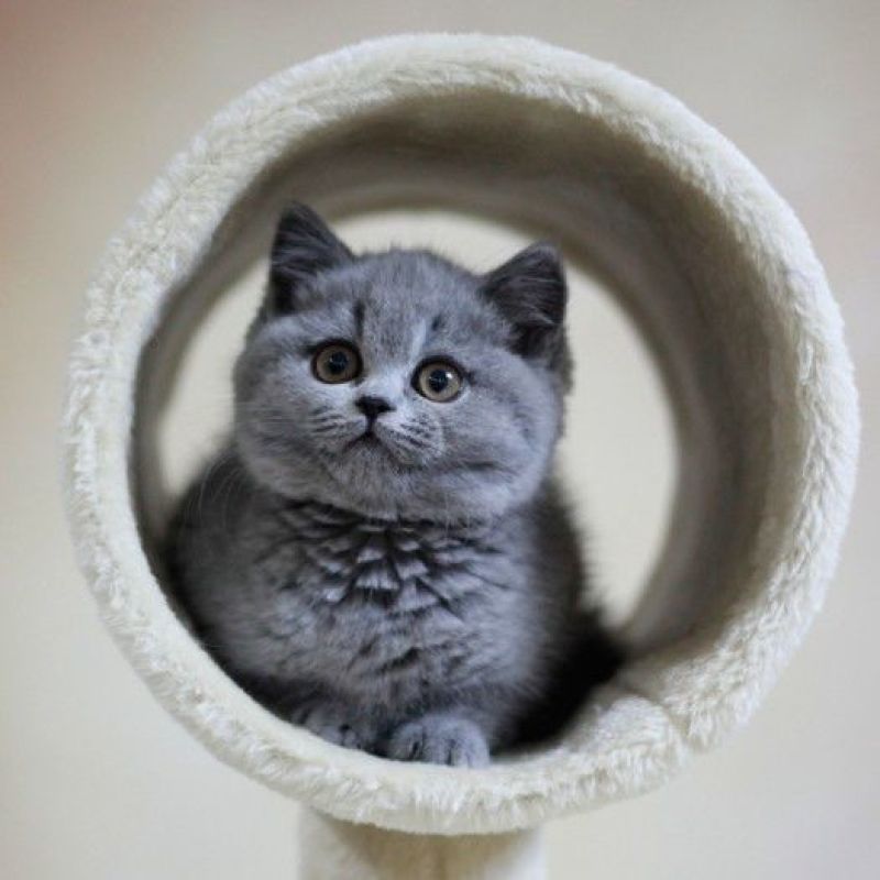 蓝猫活体小猫咪宠物猫小蓝白活体猫咪活体英国短毛猫宠物混血