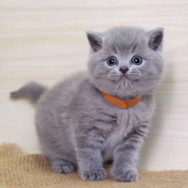蓝猫活体小猫咪宠物猫小蓝白活体猫咪活体英国短毛猫宠物混血