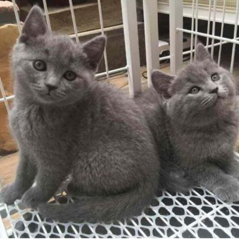 蓝猫活体小猫咪宠物猫小蓝白活体猫咪活体英国短毛猫宠物混血
