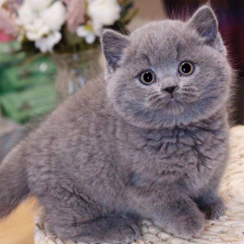 蓝猫活体小猫咪宠物猫小蓝白活体猫咪活体英国短毛猫宠物混血