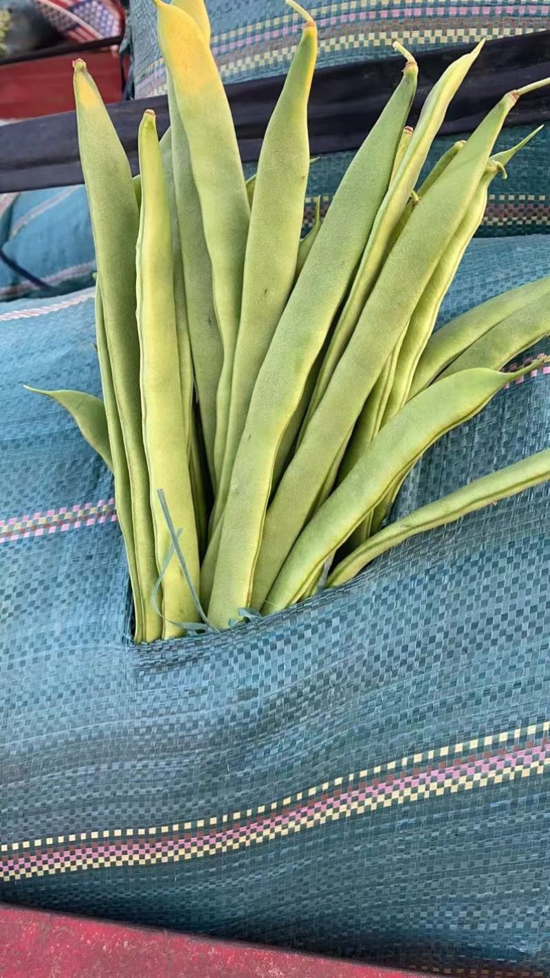 扁豆