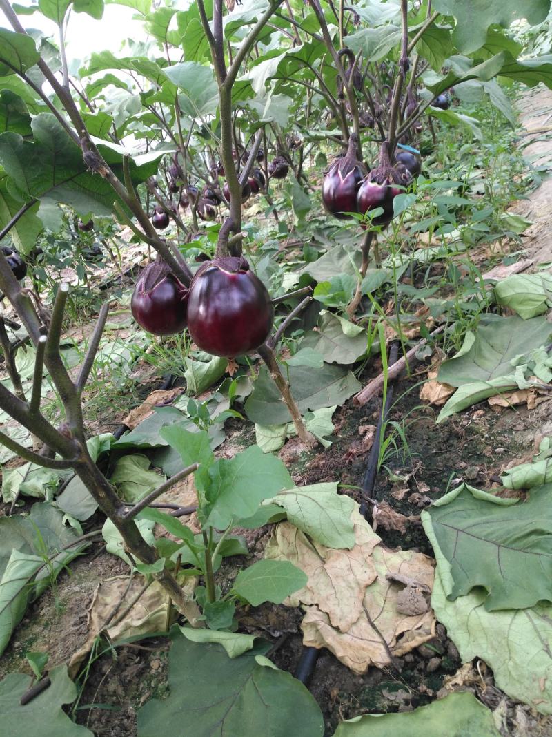 茄子苗，圆茄苗，该品种早熟抗病强，及早熟抗病为体的好品种