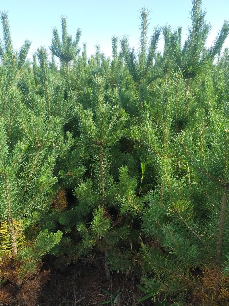 占地油松树苗各种规格油松杯苗应有尽有应有尽有