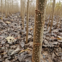 无絮杨树苗大量出售改良速生白杨树苗全国发货