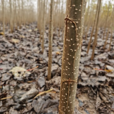 无絮杨树苗大量出售改良速生白杨树苗全国发货