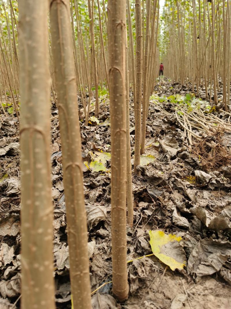 无絮杨树苗大量出售改良速生白杨树苗全国发货