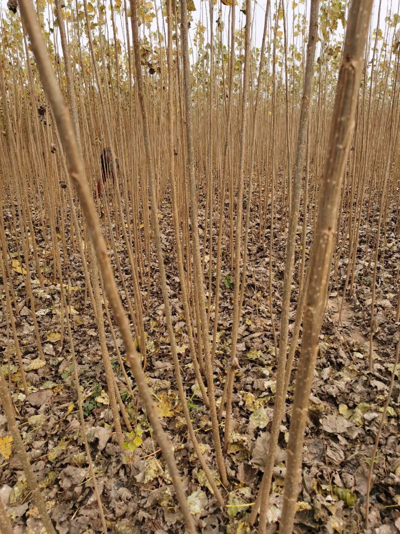 无絮杨树苗大量出售改良速生白杨树苗全国发货